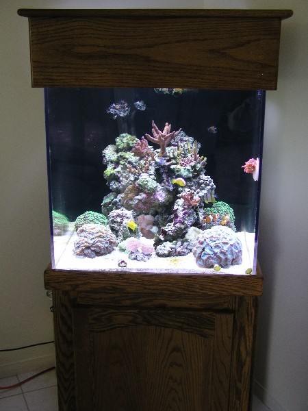 ../Images/salt-water-reef-aquarium-10.jpg
