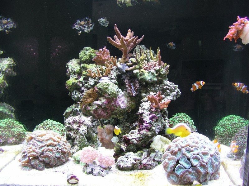 ../Images/salt-water-reef-aquarium-11.jpg
