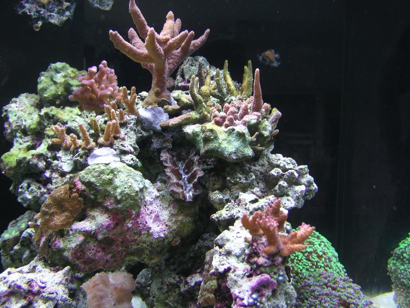 ../Images/salt-water-reef-aquarium-12.jpg
