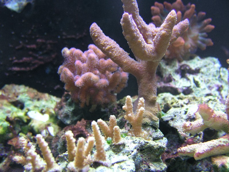 ../Images/salt-water-reef-aquarium-13.jpg