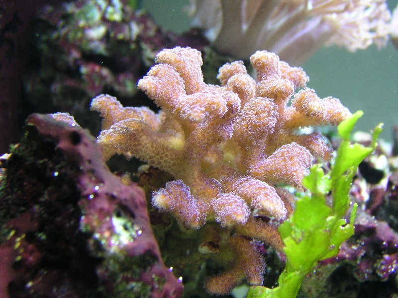 ../Images/salt-water-reef-aquarium-14.jpg