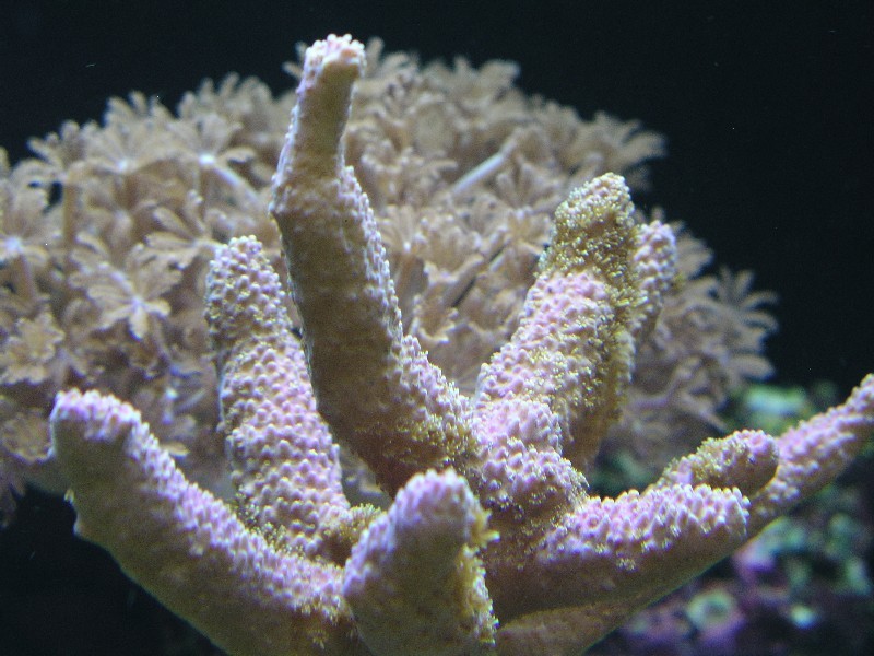 ../Images/salt-water-reef-aquarium-15.jpg