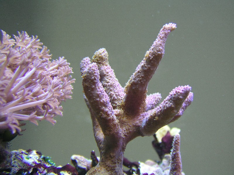 ../Images/salt-water-reef-aquarium-16.jpg