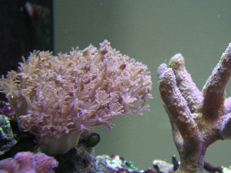../Images/salt-water-reef-aquarium-17.jpg