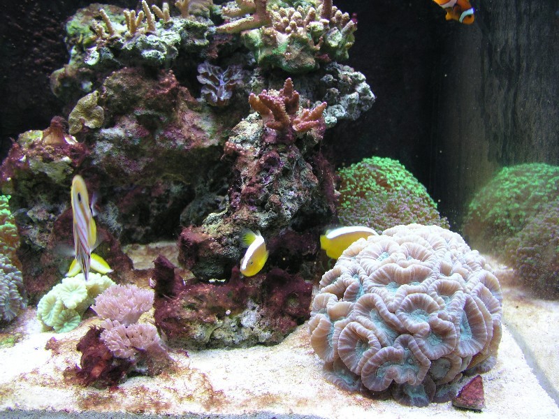 ../Images/salt-water-reef-aquarium-18.jpg