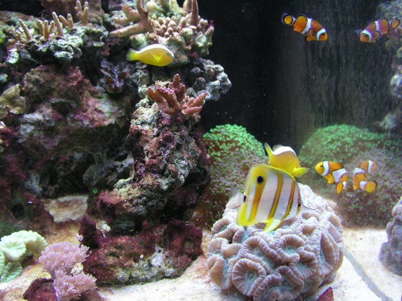 ../Images/salt-water-reef-aquarium-19.jpg