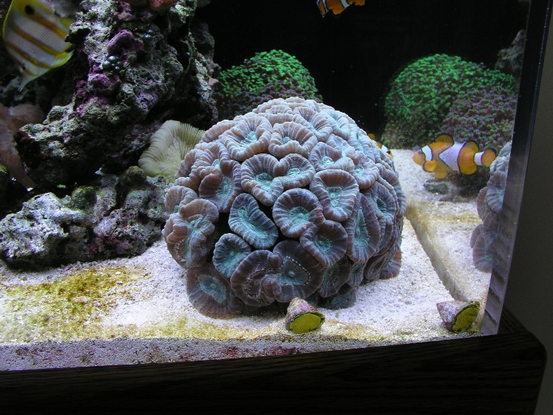 ../Images/salt-water-reef-aquarium-21.jpg