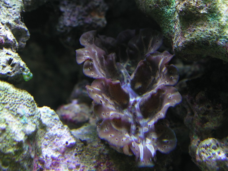 ../Images/salt-water-reef-aquarium-24.jpg