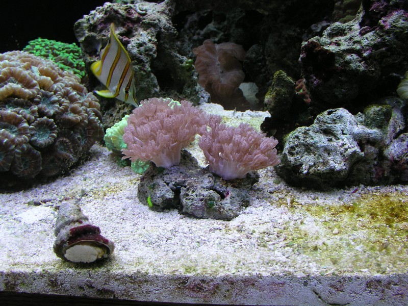 ../Images/salt-water-reef-aquarium-25.jpg