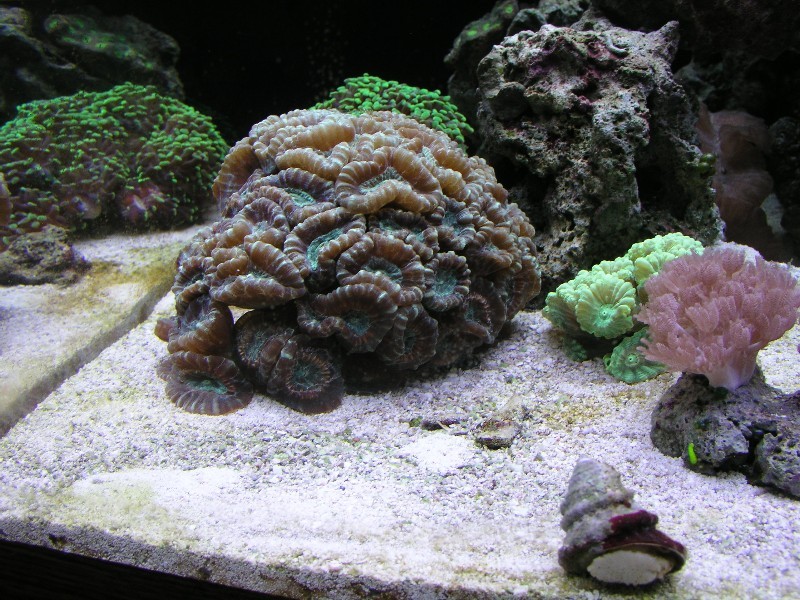 ../Images/salt-water-reef-aquarium-26.jpg