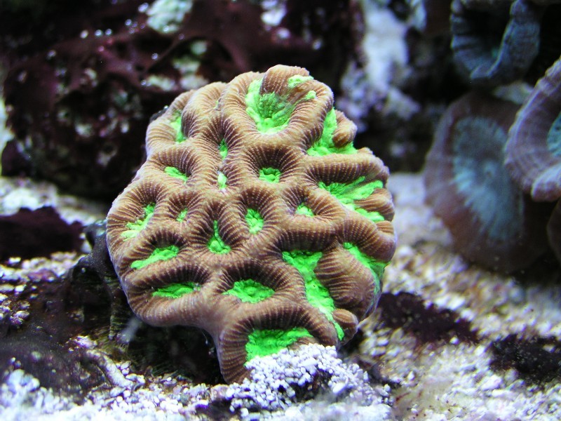 ../Images/salt-water-reef-aquarium-28.jpg