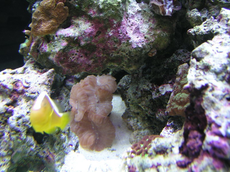 ../Images/salt-water-reef-aquarium-30.jpg