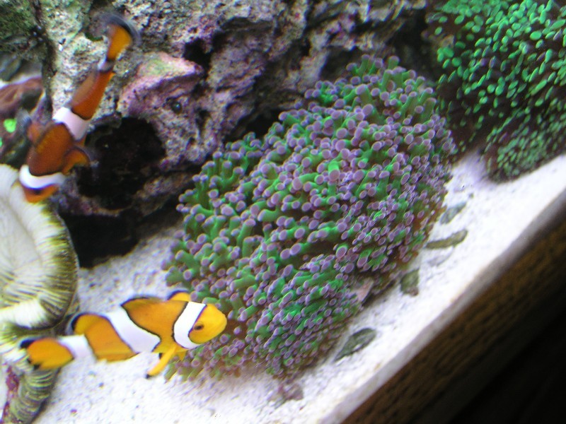 ../Images/salt-water-reef-aquarium-31.jpg