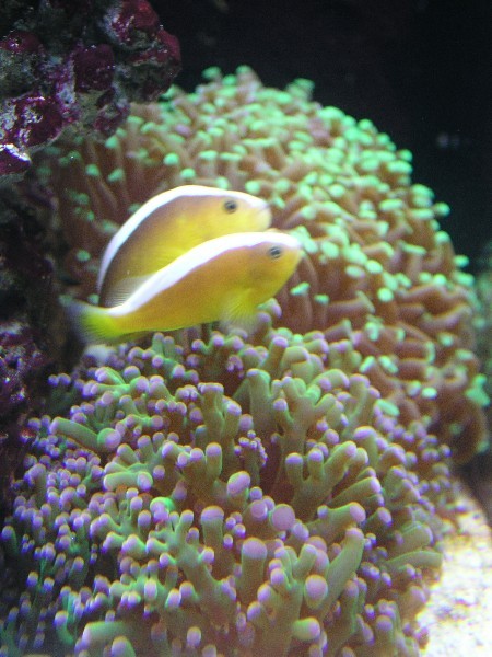 ../Images/salt-water-reef-aquarium-32.jpg