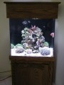 Thumbs/tn_salt-water-reef-aquarium-10.jpg