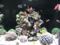 Thumbs/tn_salt-water-reef-aquarium-11.jpg
