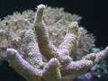 Thumbs/tn_salt-water-reef-aquarium-15.jpg