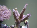 Thumbs/tn_salt-water-reef-aquarium-16.jpg