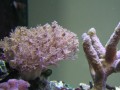Thumbs/tn_salt-water-reef-aquarium-17.jpg