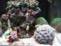 Thumbs/tn_salt-water-reef-aquarium-18.jpg
