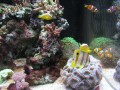 Thumbs/tn_salt-water-reef-aquarium-19.jpg