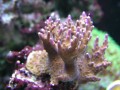 Thumbs/tn_salt-water-reef-aquarium-20.jpg