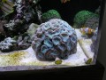 Thumbs/tn_salt-water-reef-aquarium-21.jpg