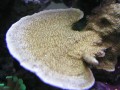 Thumbs/tn_salt-water-reef-aquarium-22.jpg