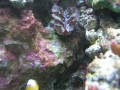 Thumbs/tn_salt-water-reef-aquarium-23.jpg