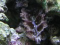 Thumbs/tn_salt-water-reef-aquarium-24.jpg