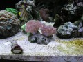 Thumbs/tn_salt-water-reef-aquarium-25.jpg