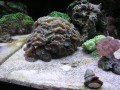 Thumbs/tn_salt-water-reef-aquarium-26.jpg