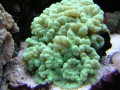 Thumbs/tn_salt-water-reef-aquarium-27.jpg