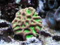 Thumbs/tn_salt-water-reef-aquarium-28.jpg