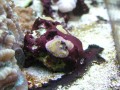 Thumbs/tn_salt-water-reef-aquarium-29.jpg