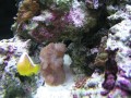 Thumbs/tn_salt-water-reef-aquarium-30.jpg