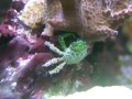Thumbs/tn_salt-water-reef-aquarium-33.jpg