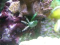 Thumbs/tn_salt-water-reef-aquarium-34.jpg