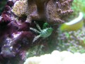 Thumbs/tn_salt-water-reef-aquarium-36.jpg
