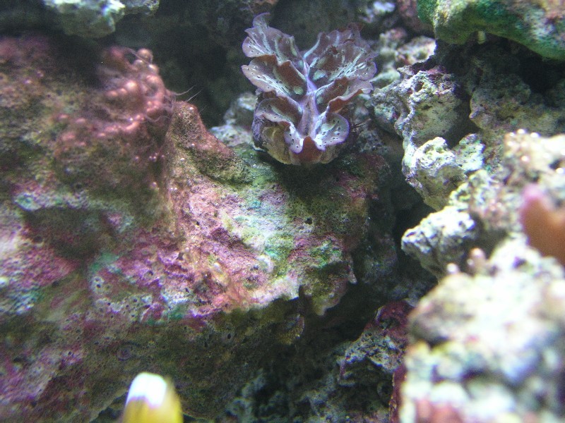 ../Images/salt-water-reef-aquarium-23.jpg